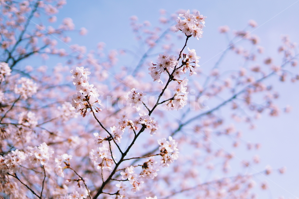 plant,식물,flower,blossom,꽃,벚꽃,sakura,벚나무,봄,계절,spring,season