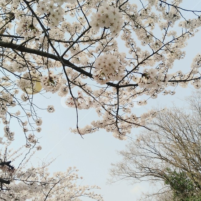 벚꽃,벚꽃나무아래,벚꽃나무,벚꽃나무와하늘,벚꽃풍경,봄,계절,spring,season,plant,식물,flower,꽃,blossom,cherry blossom
