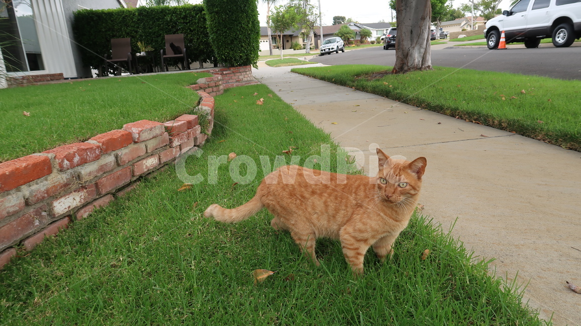 grass,고양이,귀여운,동물,산책,동물,animal,포유류,mammal,고양이,cat,kitten,kitty
