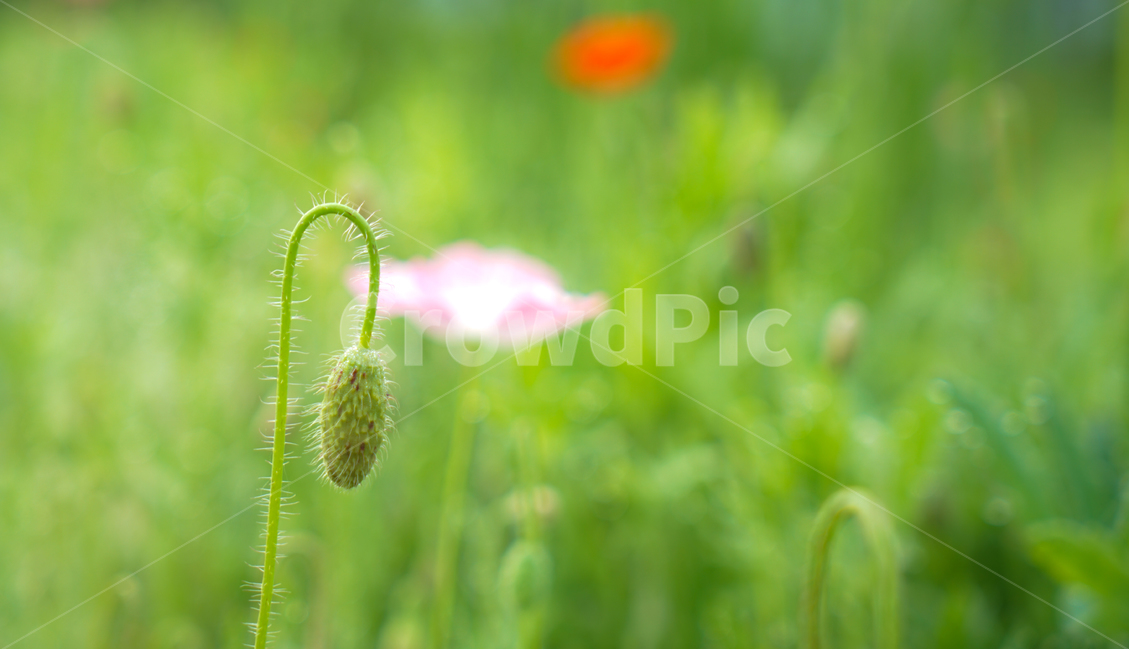 꽃,양귀비,식물,화초,설화,자연,재배,식물,자연,plants,nature,꽃,flower