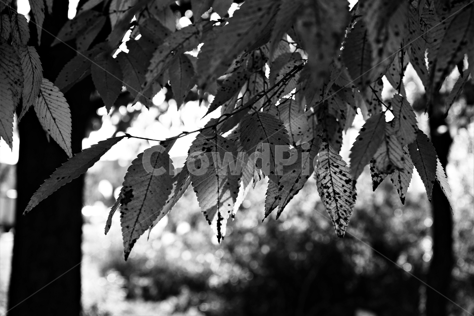 흑백,가을,외로움,나뭇잎,그림자,autumn,fall,leaf,backlight,역광,monotone,bw,loneliness,solitary,모노톤,흑백사진,식물,자연,plants,nature,흑백,모노톤,monochrome,black and white