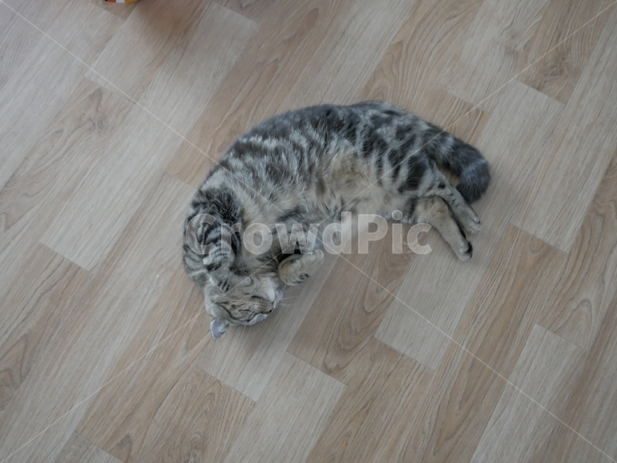 고양이,개냥이,아기고양이,아깽이,뚱냥이,애교,귀여운,검은고양이,얼룩고양이,호기심,동물,animal,포유류,mammal,고양이,cat,kitten,kitty