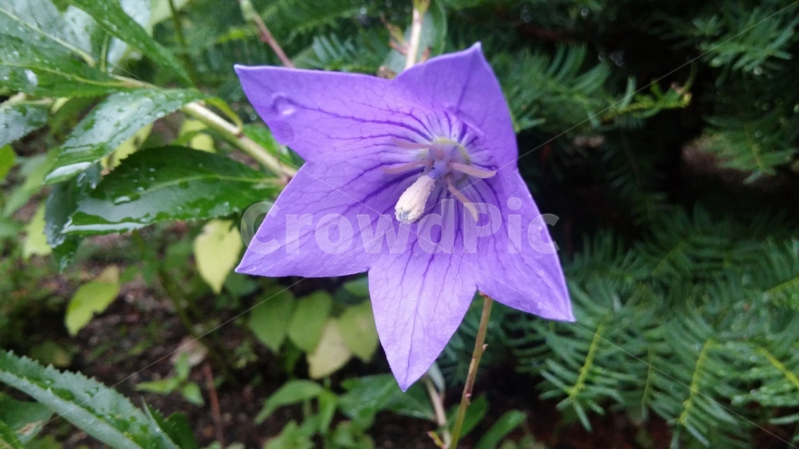 도라지,도라지꽃,꽃,보라,보라색,보라색꽃,식물,화단,balloonflower,flower,plants,purple,purpleflower,aflowerbed,식물,자연,plants,nature,꽃,flower