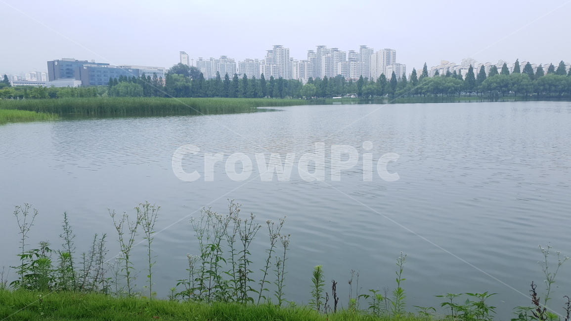 호수,호수공원,공원,식물,풍경,호수풍경