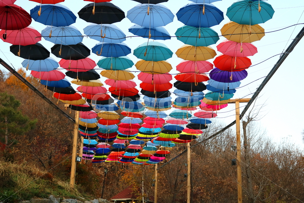 우산,비,그늘막,우산들,지붕우산,우산축제,하늘,허브아일랜드