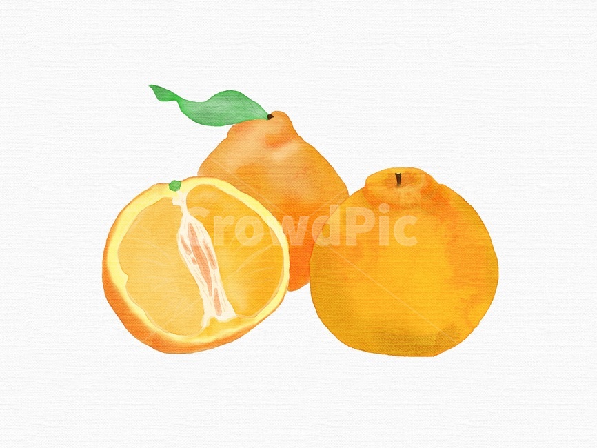한라봉,오렌지,오렌지일러스트,한라봉일러스트,귤일러스트,귤,감귤류과일,감귤류과일일러스트,과일,과일일러스트,수채화,과일수채화,fruit,과일,열매,fruit,그래픽,일러스트레이션,graphic,illustration