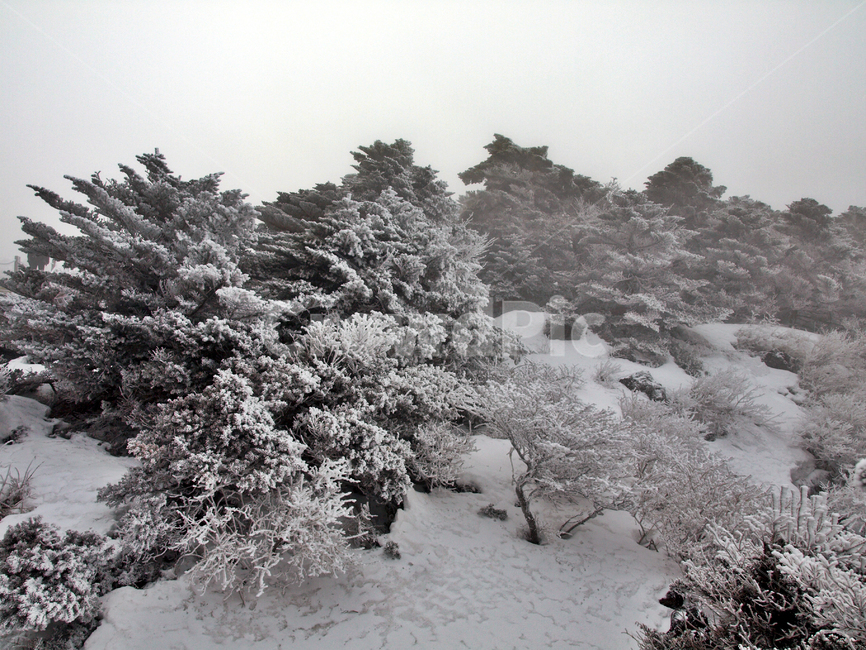 한라산,설화,눈꽃,눈,겨울,풍경,설원,설경,산,자연,제주도,겨울,계절,winter,season,제주도,jeju,jeju island,nature,outdoors,옥외,ice,얼음,snow