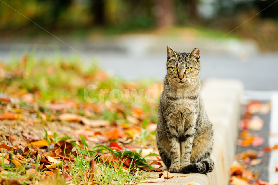 pet,cat,고양이,animal,동물,mammal,포유류,동물,animal,포유류,mammal,고양이,cat,kitten,kitty