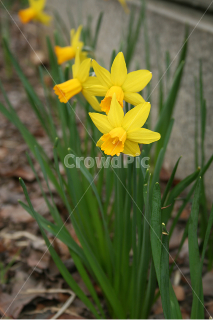 수선화,산책,봄,봄날,감성,spring,flower,풍경,식물,꽃,노란색,봄,계절,spring,season,식물,자연,plants,nature,꽃,flower,plant,blossom