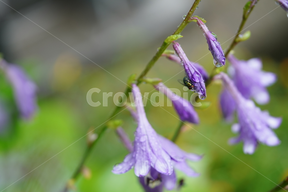 꽃,플라워,생물,flower,자연,보랏빛,plant,식물,blossom,곤충,벌레,식물,자연,plants,nature,꽃,flower