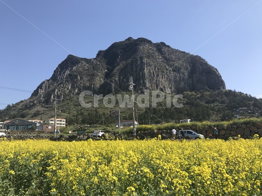 유채꽃,제주도,자연,산방산,봄,노란색,노랑,꽃,유채꽃밭,봄제주도,풍경