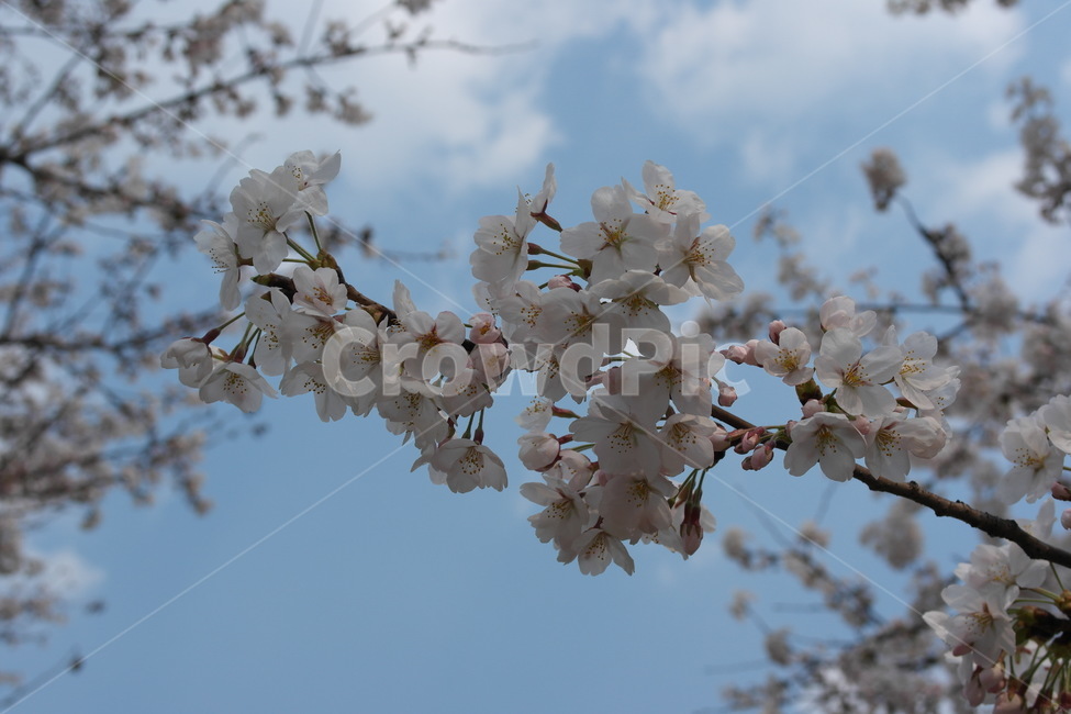 벚꽃,꽃,봄꽃,flower,cherryblossom,사쿠라,봄,spring