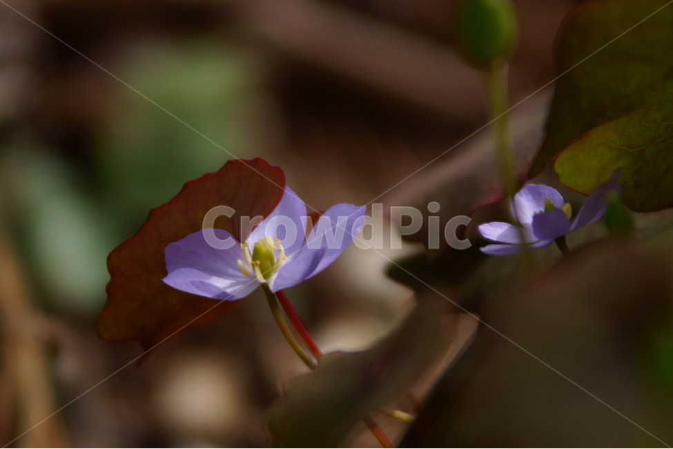 야생화,꽃,식물,자연,봄,식물,자연,plants,nature,꽃,flower