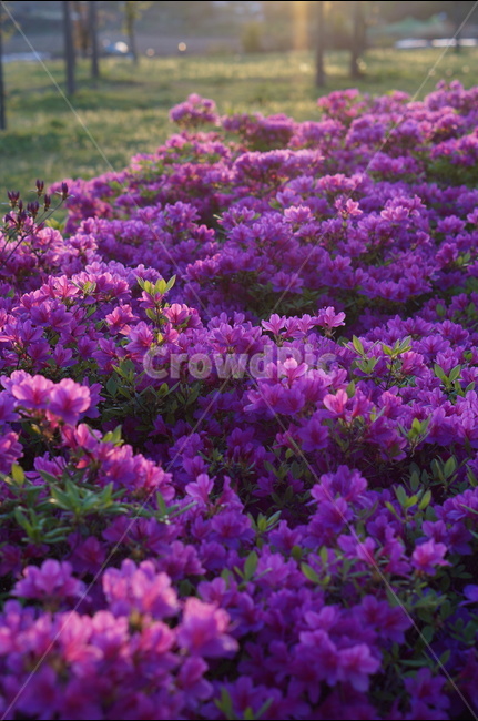 영산홍,일출,봄,꽃,햇빛,붉음,맑음,식물,자연,plants,nature,꽃,flower