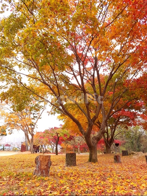 단풍,가을,풍경,빨강,맑음,자연,가을,계절,fall,autumn,season,식물,자연,plants,nature,나무,trees,wood,tree,plant,tree trunk,나무 줄기,maple