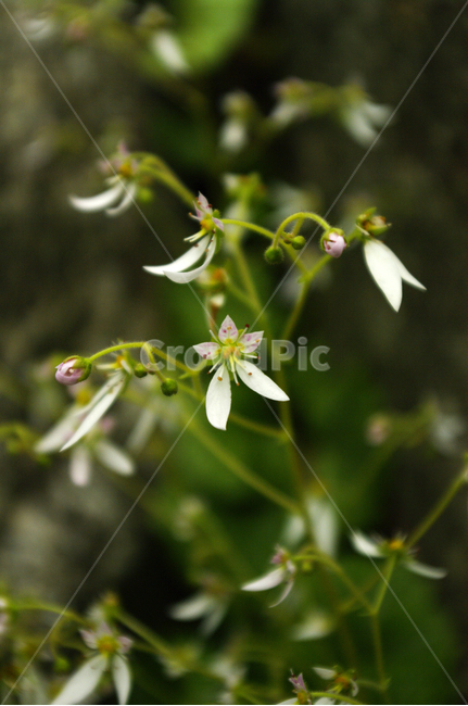 꽃,식물,flower,color,바위취,식물,자연,plants,nature,꽃,flower