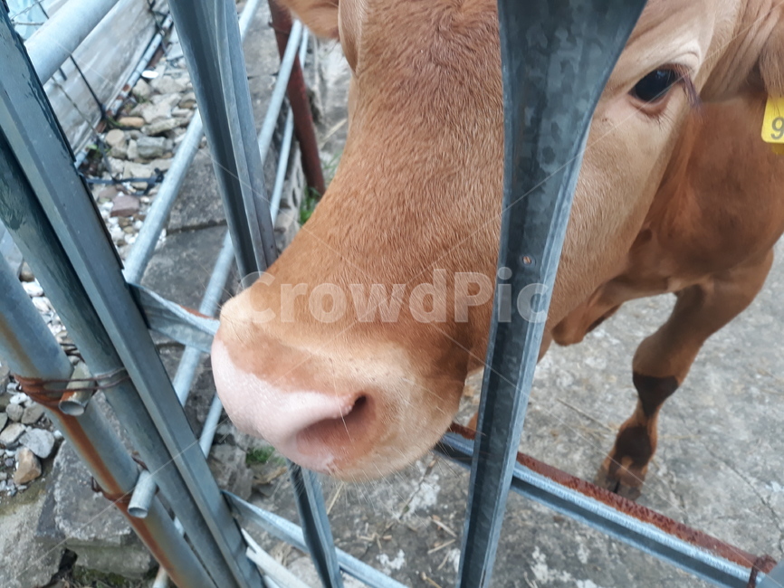 송아지,가축,축산업,친구,소,동물,animal