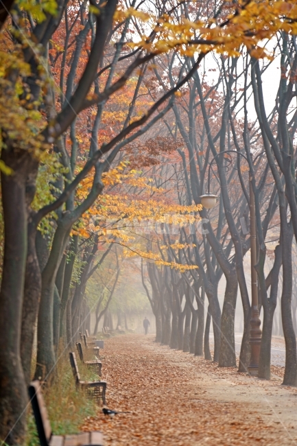 인천대공원의가을길,가을,단풍,단풍길,공원의아침,가을,계절,fall,autumn,season,자연,풍경,nature,landscape,tree,나무,plant,식물,tree trunk,나무 줄기