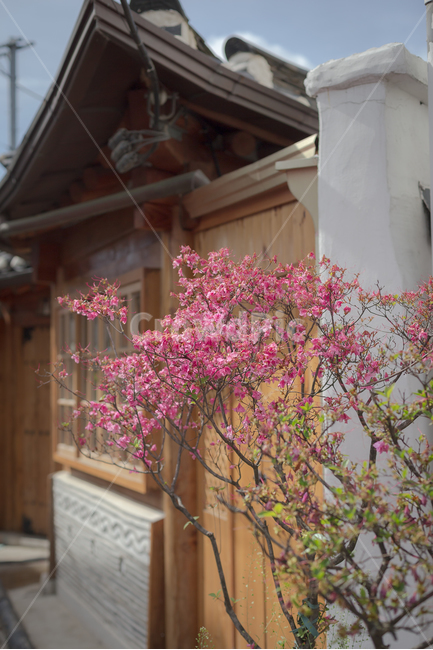 꽃,봄,한국전통,한옥,식물,자연,자연,풍경,nature,landscape,한국자연풍경,한국자연경관,korea nature landscape,한국전통,한국문화,korean traditional,korean culture,식물,plants,꽃,flower,건축물,건물외관,exterior,building,structure,architecture,construction