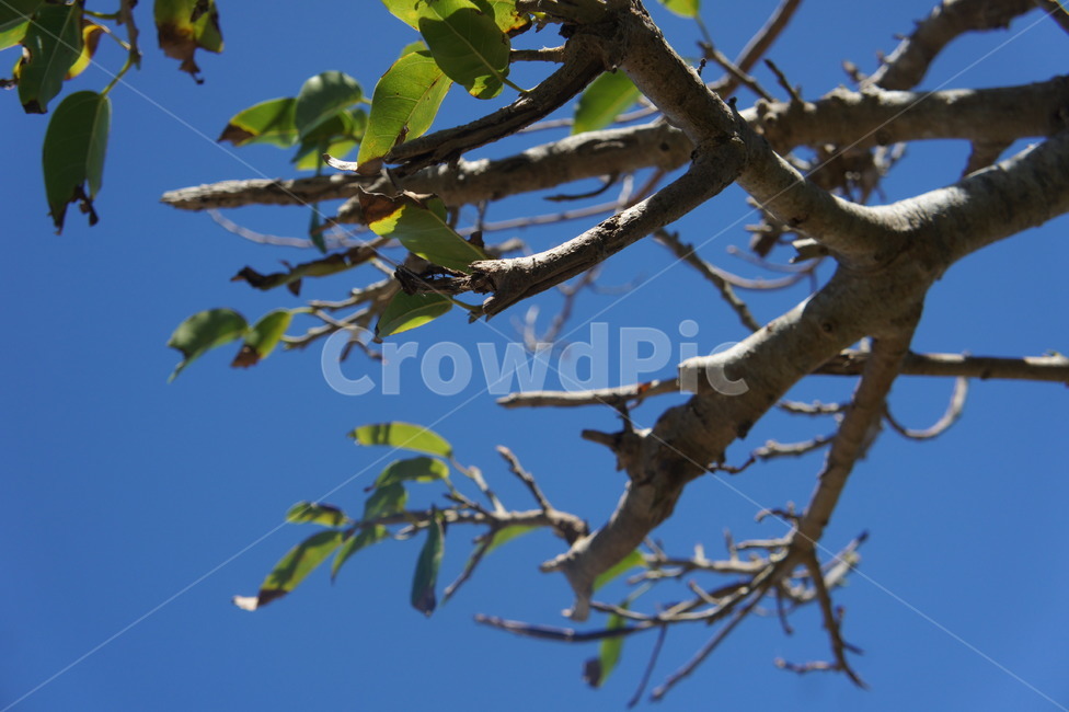 나무,특이한,나뭇가지,tree,plant,식물,하늘,맑음