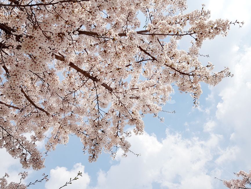 벚꽃,꽃,봄,자연,식물,봄꽃,꽃배경,에쁜꽃,cherryblossoms,봄,계절,spring,season,plant,flower,blossom