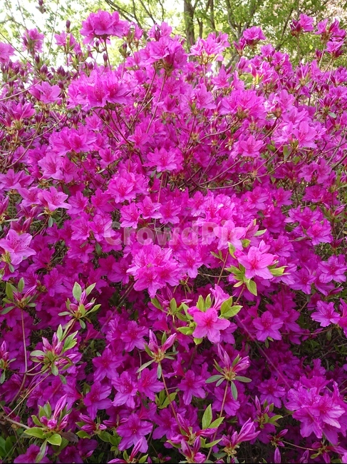 flower,petal,꽃잎,꽃,plant,식물,철쭉,식물,자연,plants,nature,꽃,flower