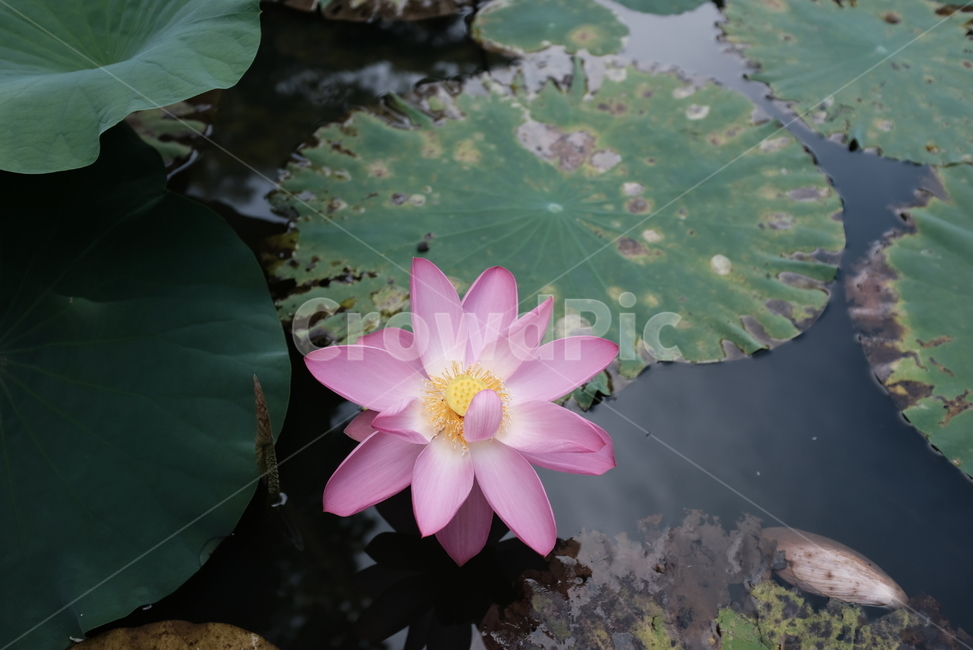 연꽃,수련,연못,연잎,꽃,식물,자연,plants,nature,꽃,flower