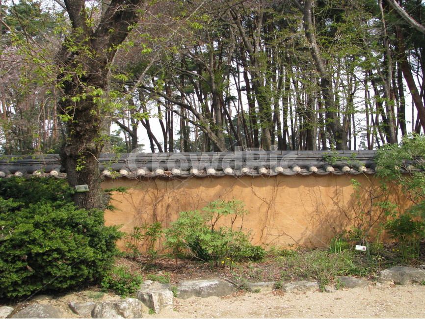 허난설헌생가,허난설헌,허균생가,허균,벚꽃,목조건축,고택,건축,한옥,기와,담장,강릉,대한민국,한국,heonanseolheonsbirthplace,heonanseolheon,heogyunsbirthplace,heogyun,cherryblossoms,woodenarchitecture,oldhouse,architecture,hanok,rooftile,wall,gangneung,republicofkorea,southkorea,한국전통,한국문화,korean traditional,korean culture,식물,자연,plants,nature,나무,trees,wood,건축물,건물외관,exterior,building,structure,architecture,construction