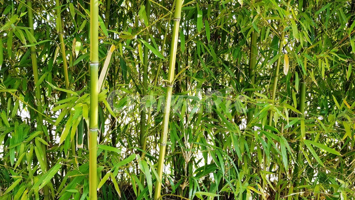 대나무,대나무숲,공원,정원,숲,나무,식물,자연,plants,nature,나무,trees,wood