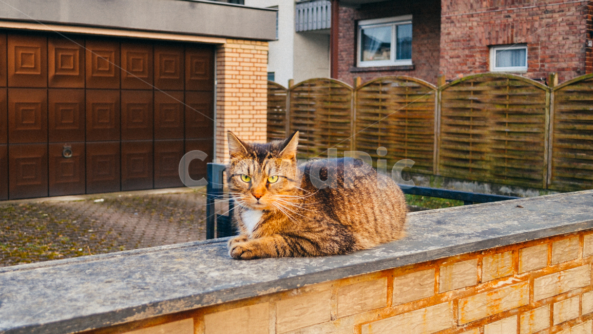 고양이,동물,길고양이,cat,wildcat,반려동물,kitten,kitty,animal,동물,animal,포유류,mammal,고양이,cat,kitten,kitty