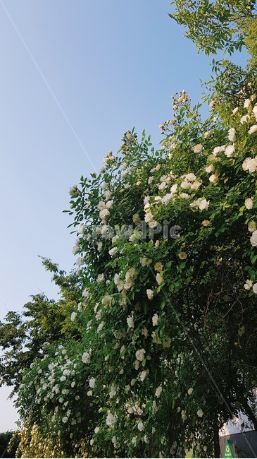 blossom,flower,꽃,flowers,plant,식물,자연,plants,nature,꽃,flower