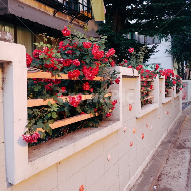 장미,담벼락,풍경,길거리,저녁,산책,식물,자연,plants,nature,꽃,flower