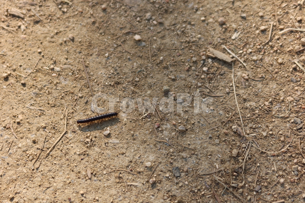 ground,바닥,soil,흙,곤충,insect,곤충,벌레,insect,bug