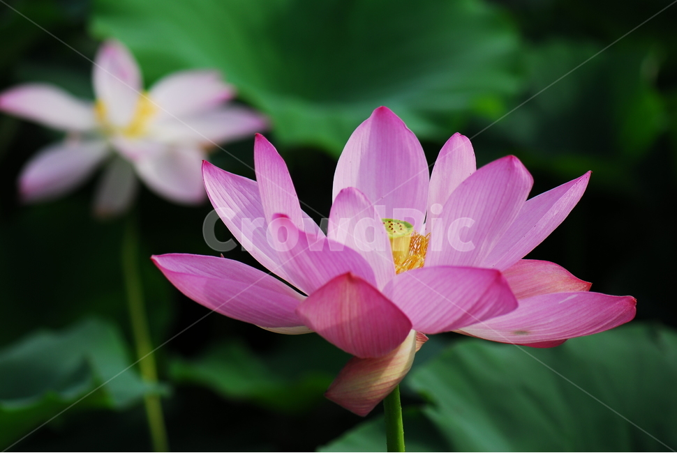 꽃,연꽃,관곡지,불교,여름,식물,자연,plants,nature,꽃,flower