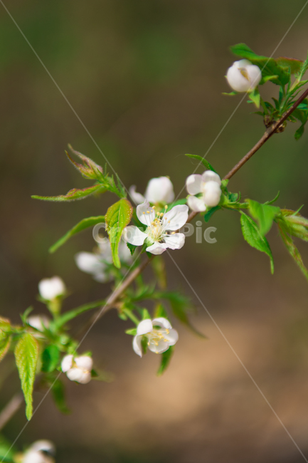 꽃,야생화,식물,봄,분홍,핑크,초록,잎,잎사귀,자연,flower,pink,green,숲,나무