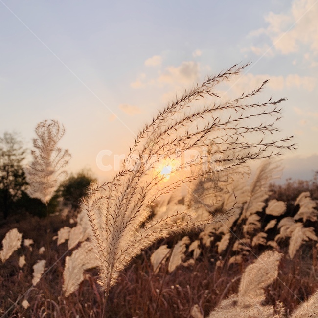 grass,plant,식물,lawn,잔디,reed,갈대