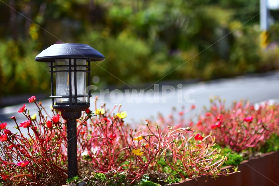 꽃,자연,빨강,정완,등,가로등,가을,가을,계절,fall,autumn,season