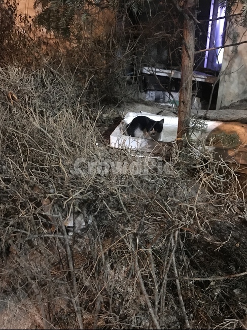 고양이,길고양이,새끼고양이,동물,길