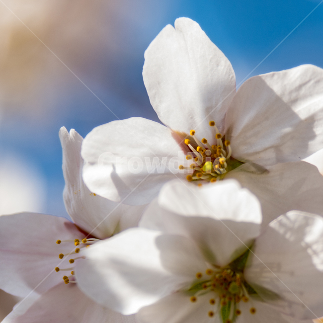 	봄,벚꽃,cherryblossom,꽃,자연,하늘,감성,flower,봄,계절,spring,season,식물,자연,plants,nature,꽃,flower,plant