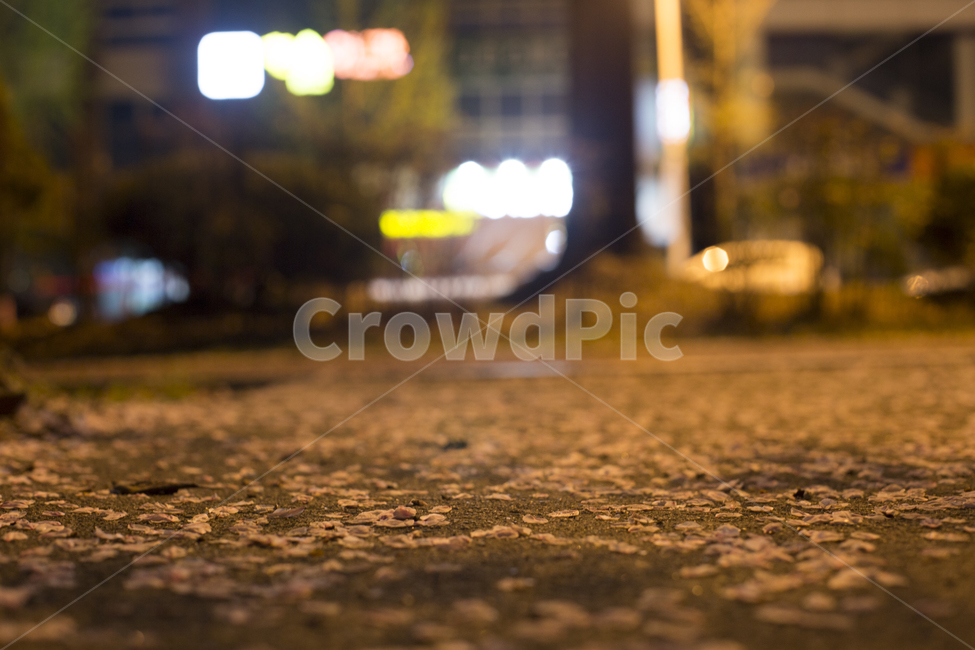 봄,벚꽃,꽃잎,낙화,분위기,감성,봄,계절,spring,season,야경,밤,풍경,nightscape,night,landscape,꽃,flower,asphalt,아스팔트