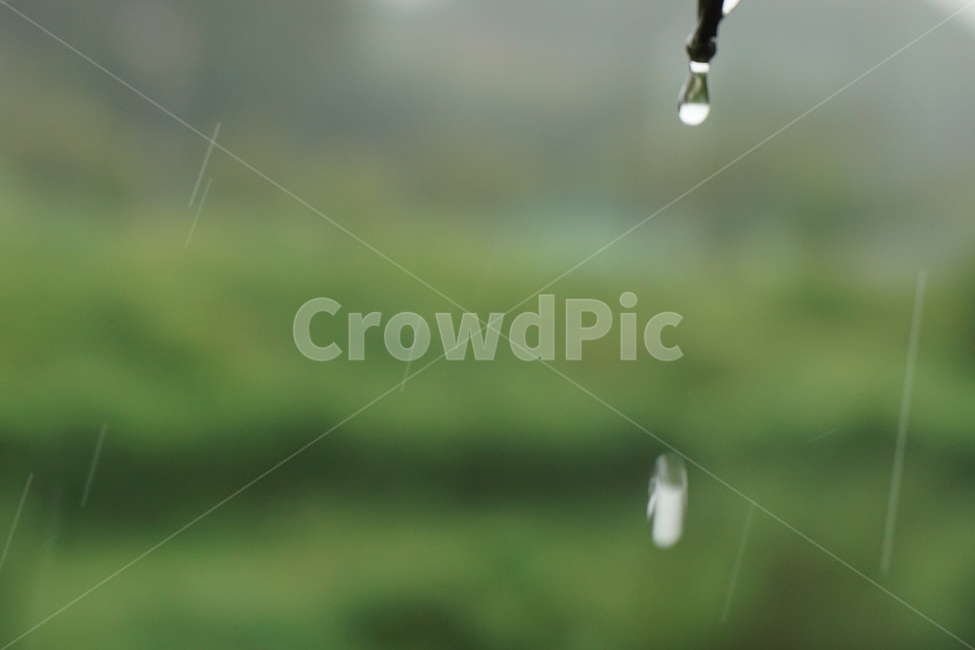 비,빗물,우산,비오는날,감성,초록,풍경,빗줄기,비,비오는날,rain,rainy