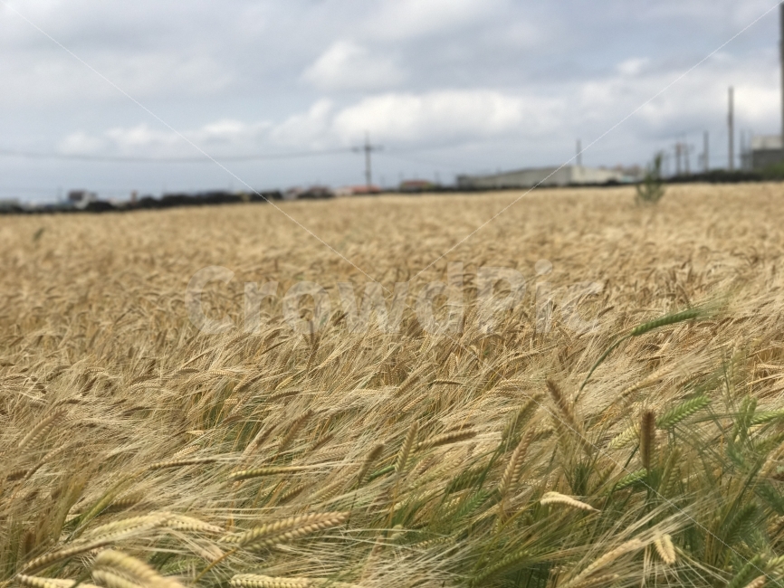 자연,감성,풍경,제주,원본,무보정,자연,풍경,nature,landscape,시골,마을,country,rural,town,식물,plants,plant,food,음식,vegetable,야채,grain,곡물