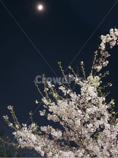 벚꽃,달,밤,꽃,봄