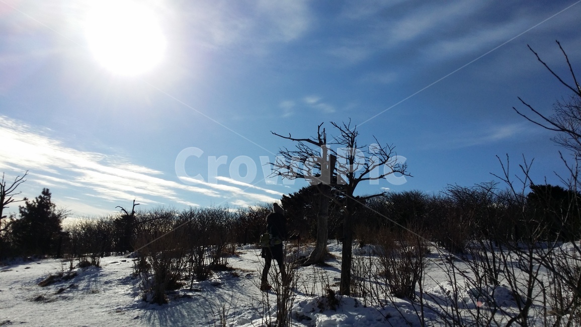 태백산,snow,하늘,sun,고목