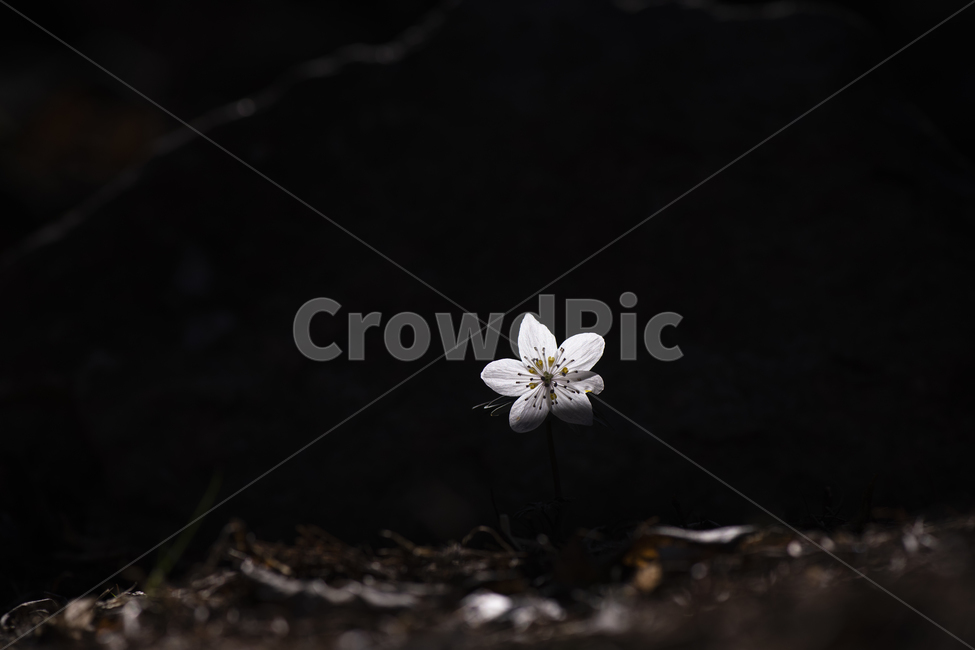 변산바람꽃,꽃,야생화,봄꽃,봄,식물,자연,바람꽃,개화,계절,접사,3월,잎,꽃잎,흰색,바위,이끼,돌,미나리아재비과,여러해살이풀,풀,숲,산,아름다운,작은꽃,희귀종,아침,어두운,클로즈업,여린,연약한,꽃술,멸종위기,들꽃,한송이,낙엽,식물,자연,plants,nature,꽃,flower