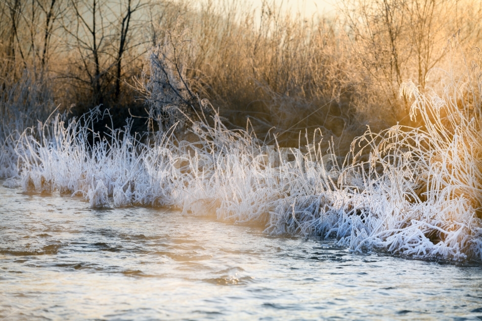 Reed,sight,winter,winter landscape,commercial high school,landscape