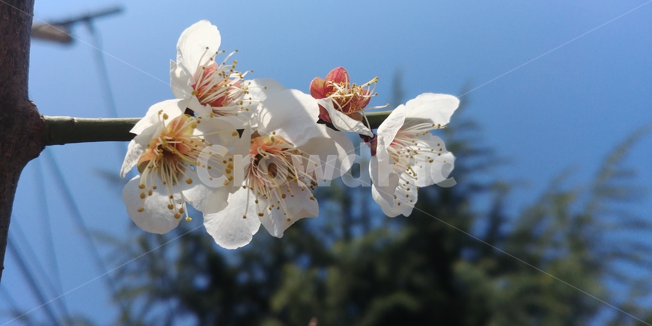 벗꽃,흰꽃,꽃,하얀꽃,꽃송이,흰꽃송이,식물,식물,자연,plants,nature,꽃,flower