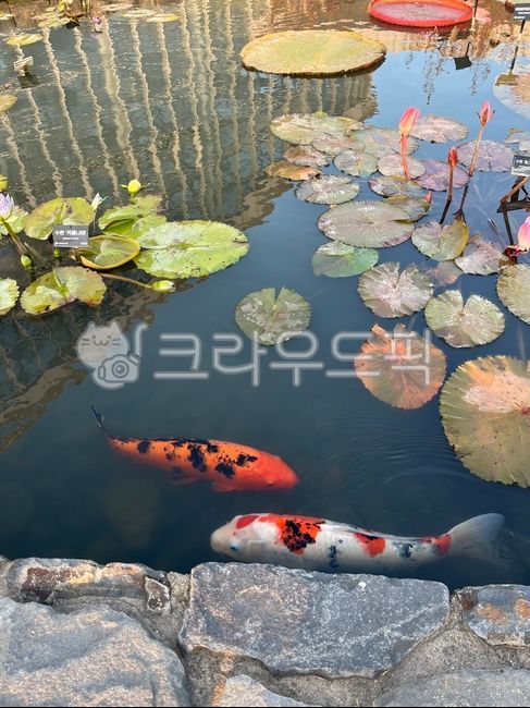 물고기,잉어,연못,연잎,연못잉어