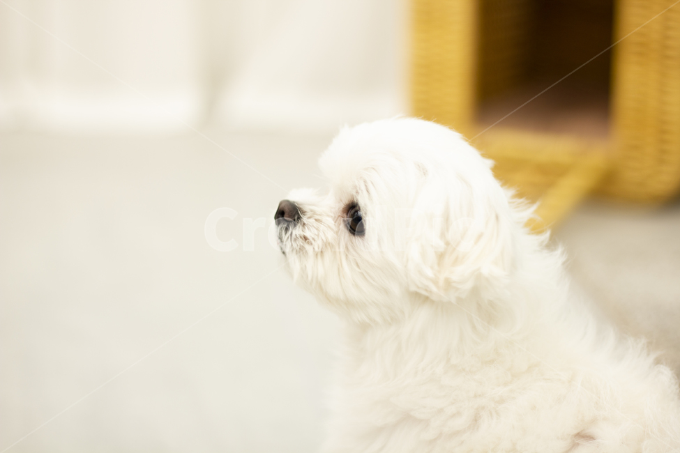 animal,동물,pet,dog,개,puppy,강아지,말티즈,maltese,동물,animal,포유류,mammal,개,강아지,dog,doggy