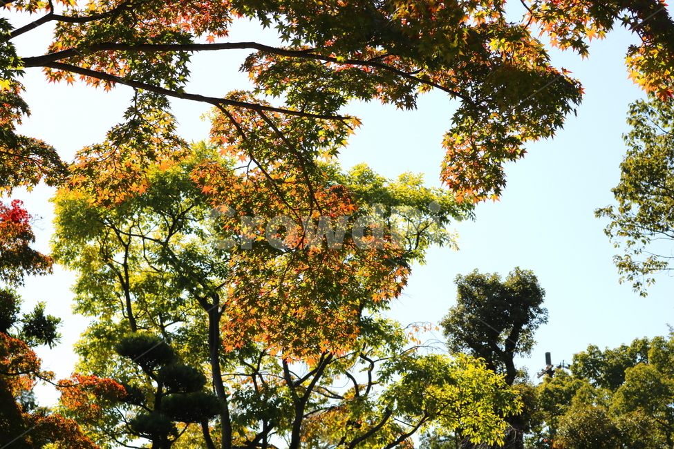 단풍,나무,단풍나무,식물,낙엽,자연,가을,나뭇잎,하늘,맑은하늘,가을,계절,fall,autumn,season